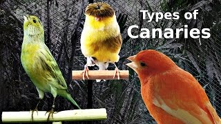 Types of Canaries [upl. by Ntsud253]