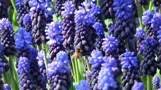 Muscari latifolium  FarmerGracycouk [upl. by Galvin237]