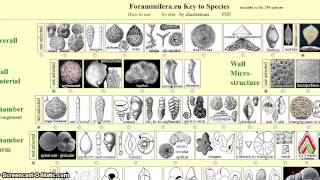 Foraminiferaeu Key to Species [upl. by Hpseoj]