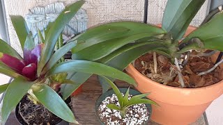 Guide to watering amp feeding your bromeliad and orchid plants🌸💦Caring for bromeliad babies [upl. by Dulciana]