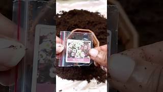 How to grow Alyssum from seeds gardening alyssum flower winterflower shorts [upl. by Allenad]