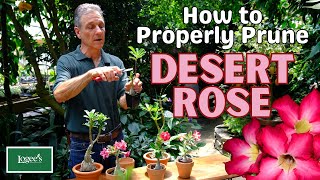 How to Properly Prune Desert Rose Adeniums [upl. by Thun]