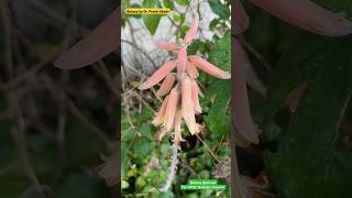 Inflorescence of Aloe vera  Botanical Plant Studies  Botany Optional for UPSC amp MPSC [upl. by Siuqramed919]