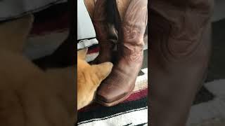 Cody James boots 3 month review [upl. by Zerla]