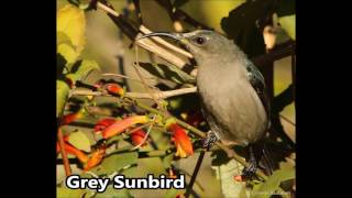 Grey sunbird call [upl. by Balac]