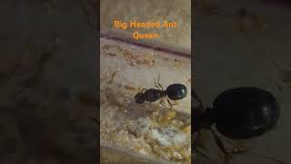 Pheidole speculifera ant ants pheidole major brood queen bigheadedant [upl. by Harwill]