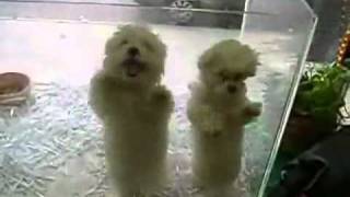 Cachorros bailando merengue [upl. by Raskind]