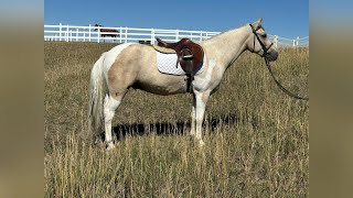 “Beau” 2021 Chincoteague Pony [upl. by Anelec916]