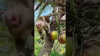 Macaco catador de côcos [upl. by Suehtomit]