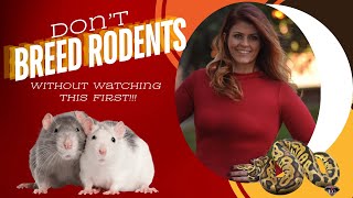 Full Tutorial and Hot Tips for Rodent Breeding [upl. by Jacobson]