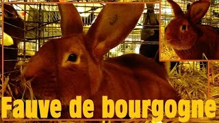 Oryctolagus cuniculus  Linnaeus 1758  Fauve de Bourgogne  Salon de lAgriculture 2016 [upl. by Suixela]