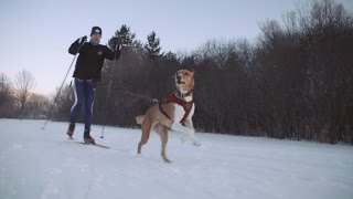 Skiing  mans best friend  skijoring [upl. by Ahsinut]