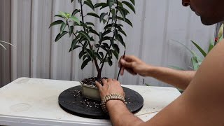 Portugal Laurel prunus lusitanica bonsai repot [upl. by Ardisi]