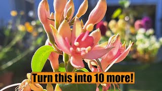 How to take cuttings of Fuchsia and turn 1 plant into 10 [upl. by Haddad]