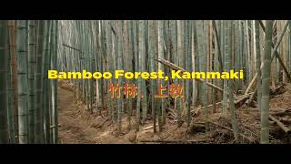 Osaka Japan  Lets walk Bamboo Forest Kammaki 4k [upl. by Venola503]