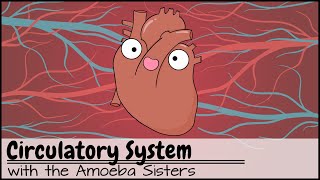 Circulatory System and Pathway of Blood Through the Heart [upl. by Greabe]