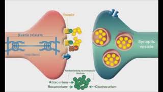 competitive neuromuscular blockers drmostafa fayez [upl. by Profant]