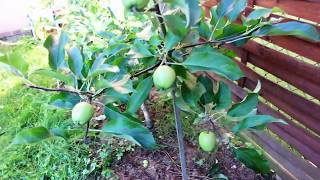 Pommier Couvrir un jeune pommier de fruits [upl. by Renmus277]