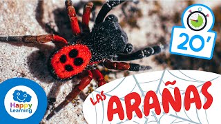 LAS ARAÑAS🕷️  Animales para niños I Vídeos Educativos para Niños [upl. by Torbert]