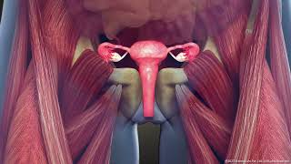 What is Intramural Uterine Fibroid Symptoms and Treatment  3D Guide [upl. by Loats435]