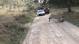 Intense fight between zebra and lioness [upl. by Annoed548]