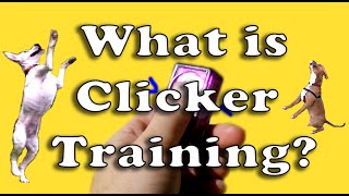 What is Clicker Training [upl. by Aiksas]