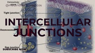 Intercellular junction I Physiology I first year MBBS I NEXT I USMLE [upl. by Avivah]