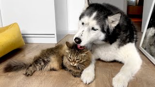 How Cats and Dogs React to Catnip Husky and Cat Friendship [upl. by Loralee]