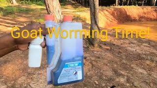 How to DeWorm GOATS using the BEST DeWormer Safe Guard and CyDectin [upl. by Andromede]