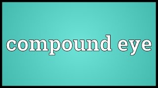 Compound eye Meaning [upl. by Malliw307]