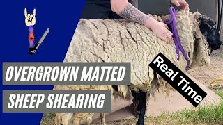 Overgrown Matted Sheep Shearing [upl. by Lak787]