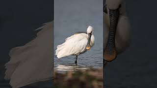 Spoonbill in Slowmotion [upl. by Seaden483]