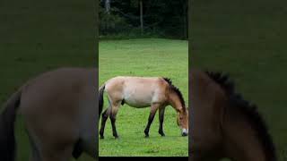 Marwari horse Foal Przewalskis horse Connemara pony [upl. by Wilterdink]