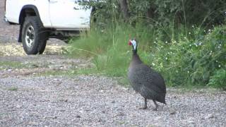 Helmeted Guineafowl Sound [upl. by Allain]