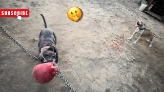 My Males Stud Fee  Working out video🔥✅ pitbull viral [upl. by Rramal]