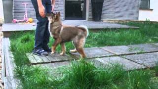 Shikoku Ken Kikumichan 042014 O Chanur Kennel [upl. by Enelyam]