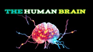 The Human Brain [upl. by Nennahs]