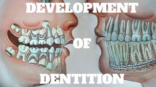 Ugly Duckling Stage  Leeway Space of Nance  Development of Dentition [upl. by Htebazileharas]