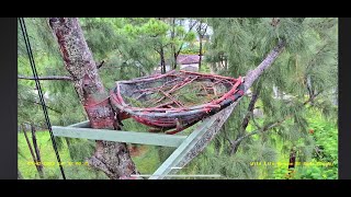 Wildlife Rescue of Dade County Eagle Nest Cam [upl. by Lirrad528]