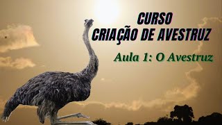 Curso Criação de Avestruz  Aula 1 O Avestruz [upl. by Evslin834]