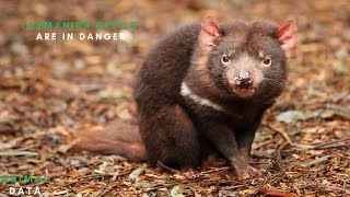 Tasmanian Devils Why Are They Called That Why Are They in Danger of Extinction [upl. by Adlay]