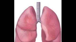 BREATH SOUNDS NORMAL BRONCHOVESICULAR BRONCHIAL [upl. by Leanatan]