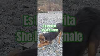 I Found a doganimals dog cat doglovers nature perro [upl. by Frech234]