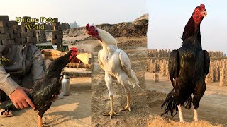 Aseel Roosters Crowing Slowmo  aseel murga ki awaaz  seval sound  Rooster Crowing Sounds Effect [upl. by Acirtal]