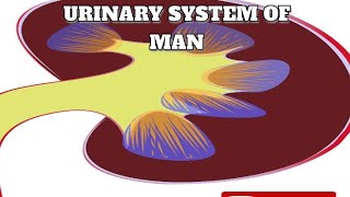 Urinary system Anatomy and Physiology [upl. by Johiah]