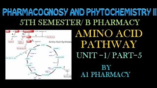 Amino acid pathway 5 pharmacognosy and phytochemistry  b Pharmacy 5th semester [upl. by Drofwarc]