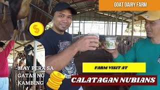 GOAT FARMING PHILIPPINES FARM VISIT AT CALATAGAN NUBIANS  DAIRY FARM [upl. by Eelibuj219]