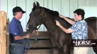 How to Take Your Horses Vital Signs [upl. by Homerus]