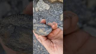 fossil nodule spotting fossilhunting on the Yorkshire jurassic coast [upl. by Torrey]