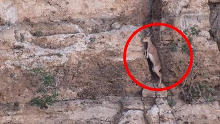 Bezoar Ibex Carefully Climbs Rock Face [upl. by Laddie]